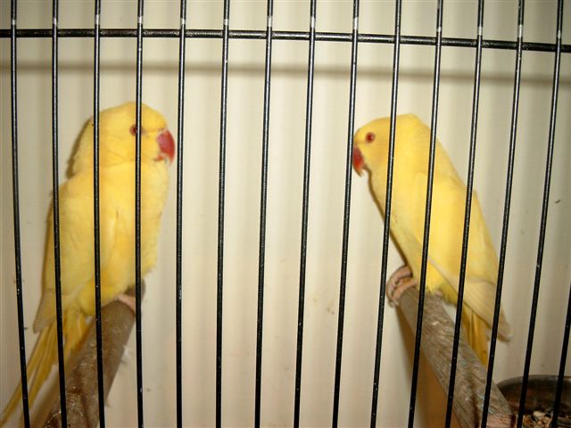 pontivy 2004 (5).jpg