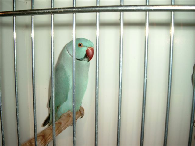 pontivy 2004 (4).jpg