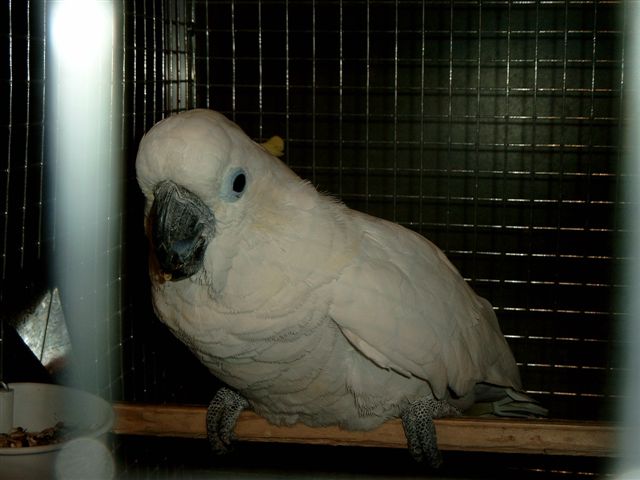 pontivy 2004 (6).jpg