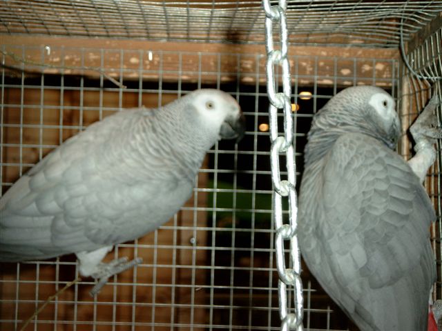 pontivy 2004 (7).jpg