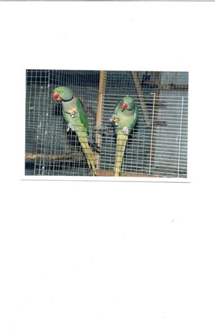 jaco et lili (Small).jpg