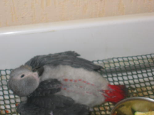 lucien 008 (2)(1).jpg