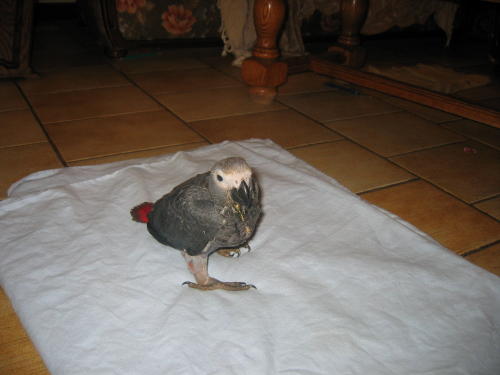 tout les bb 003 (2).jpg