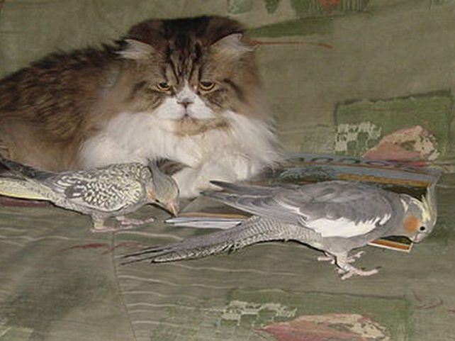 pamplemousse et ces amie.jpg