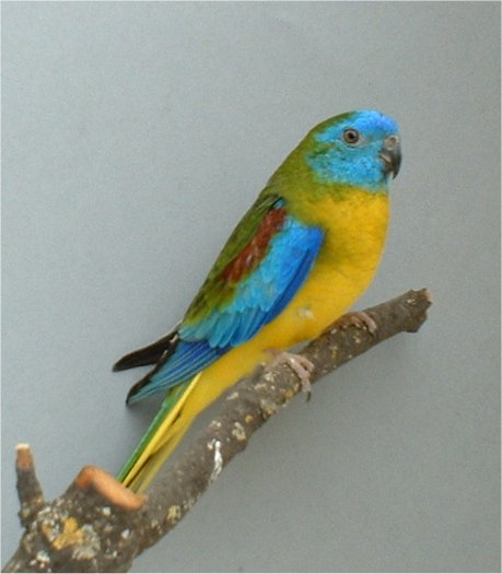 19-turquoisine mÃ¢le classique.jpg