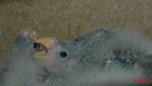 Pennant 2006 BB 1 nvc.jpg