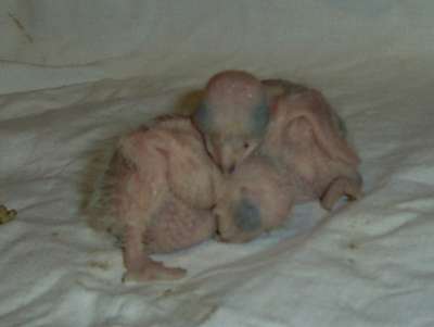 bb x 2 le 14 aout.jpg