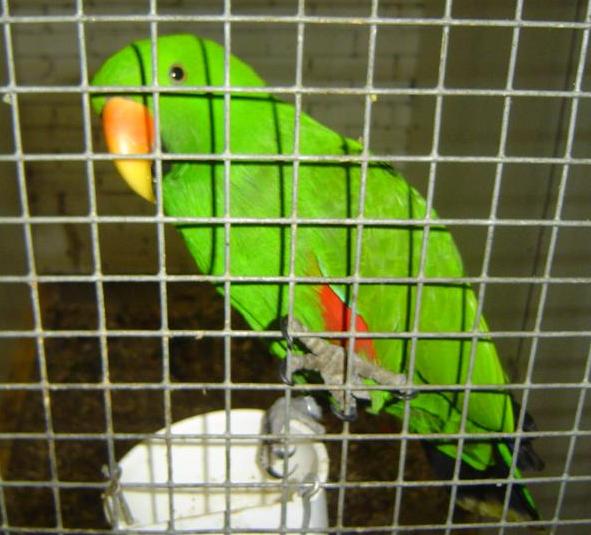 mÃ¢le eclectus.jpg