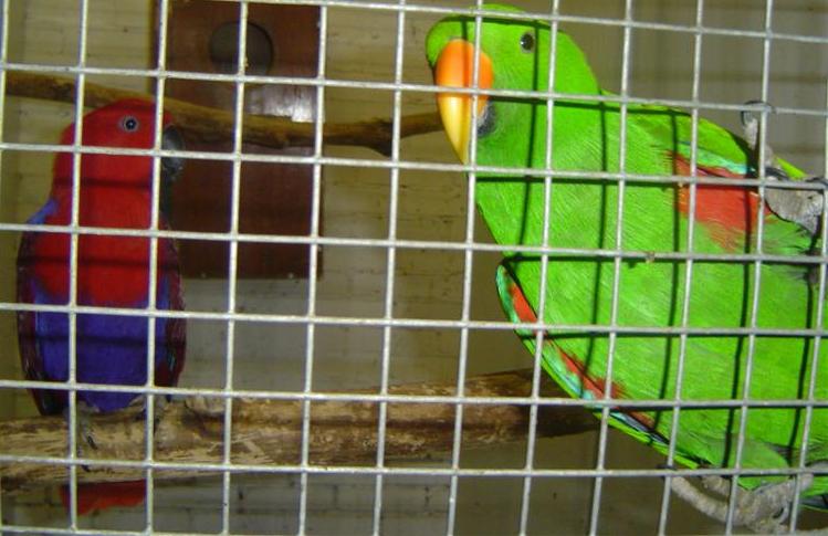 couple eclectus.jpg