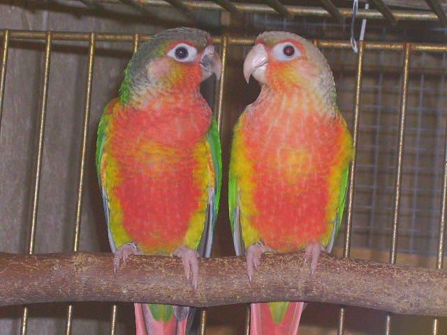 hypo rouge+ananas.jpg