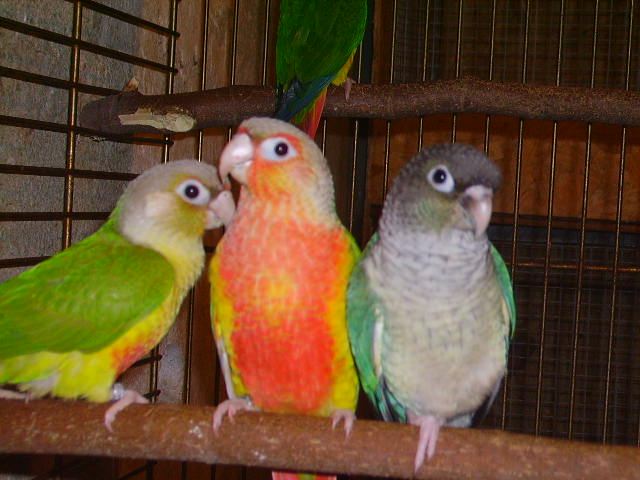 ananas+hypo bleu.jpg