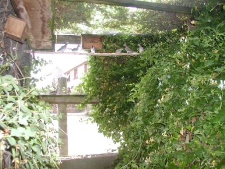 VoliÃ©re Parc 4.JPG