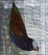 Photomariebobo2006 018.jpg