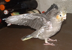 le 31 juillet 2003.JPG