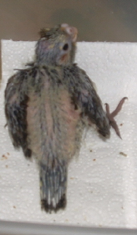 1 er jour chezz moi a 17 jours de dos1 .JPG