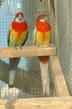 cafe et vanielle cote a cote.JPG