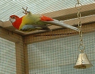 vanille fait son trapeze2.JPG