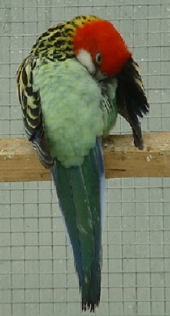 cafe fait ca toilette .JPG