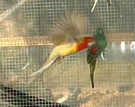 vanille en plein ole.JPG