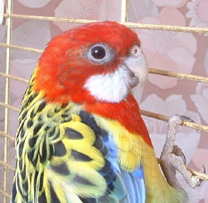 bettye le 11 janvier 2004.JPG