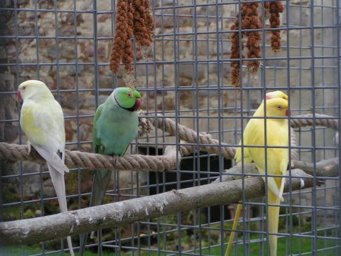 Copie (4) de Pic002.JPG