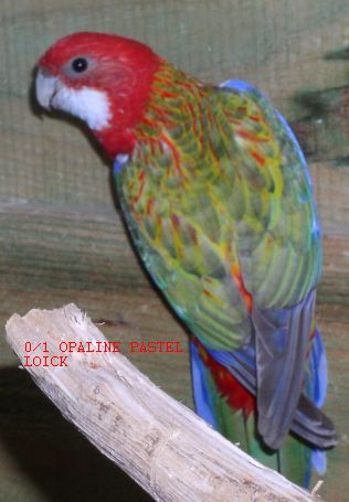 opaline pastel.jpg
