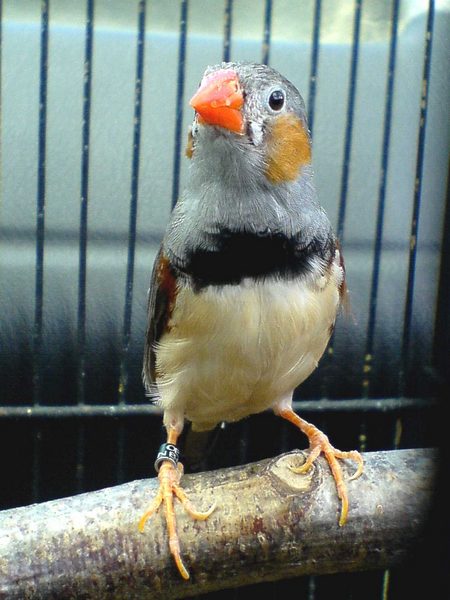 Copie de DSC00999.JPG