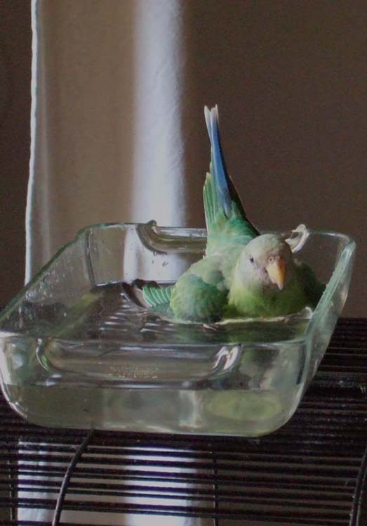 premier bain00 09 06.jpg