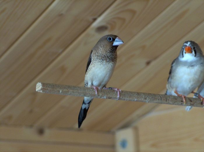 bassin et oiseaux 047.jpg