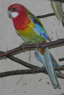 omni 4 rÃ©d copie.jpg