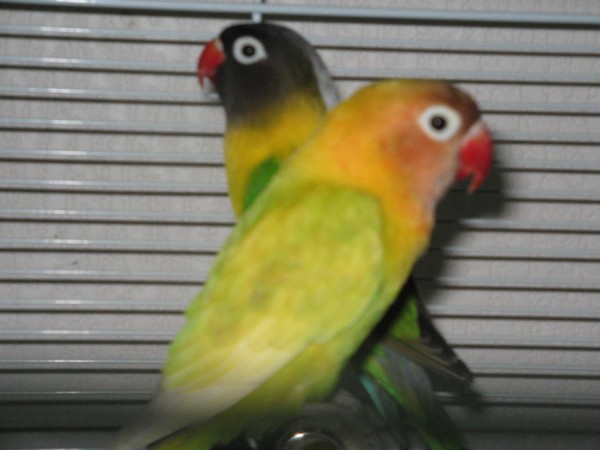 Pastel et Elliot.jpg