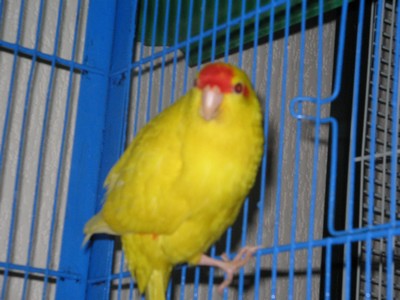 Maloya femelle kakariki de 4 mois !.jpg