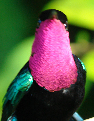 colibri1.jpg