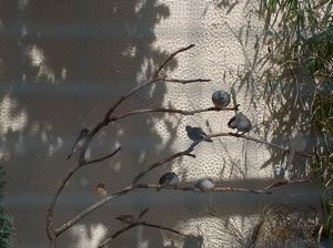 bassin et oiseaux 056.jpg