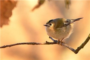 Roitelet huppÃ©.jpg