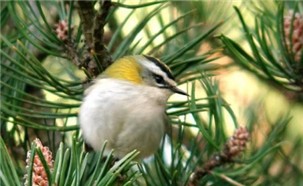 Roitelet Ã  triple bandeau.jpg