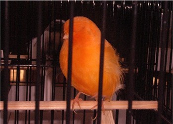 Canari Norwich male_1.jpg