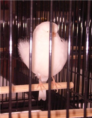 Norwich male blanc 1.jpg