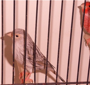 Canari agathe-rouge mozaÃ®que femelle.jpg