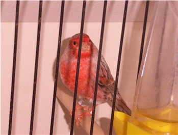 Canari agathe-rouge mozaÃ®que male.jpg