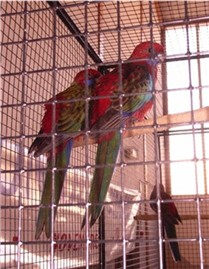 Perruche omnicolore.jpg