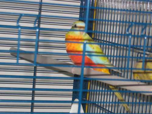 turquoisines 004.jpg