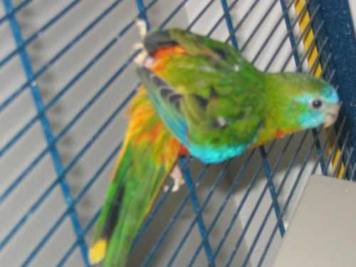 turquoisines 017.jpg