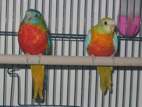 turquoisines 016.jpg