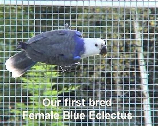blueeclectus (Small) (Small) (Custom) (Custom).jpg
