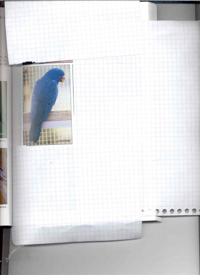 eclectus bleu (Custom) (2).jpg