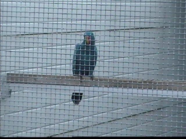 eclectus bleu (Small).jpg
