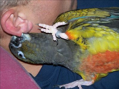 chouchou 14.10.06 060 (Petite) (TrÃ¨s petite).jpg