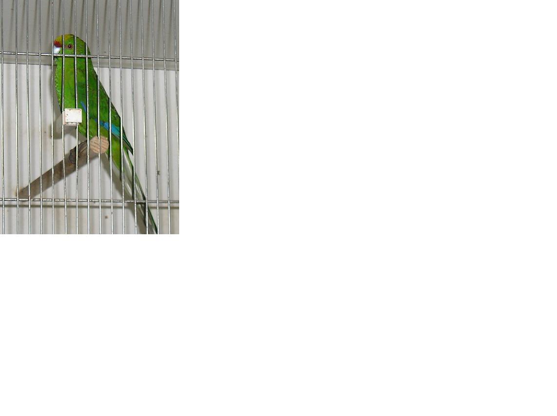 kakariki cage.JPG