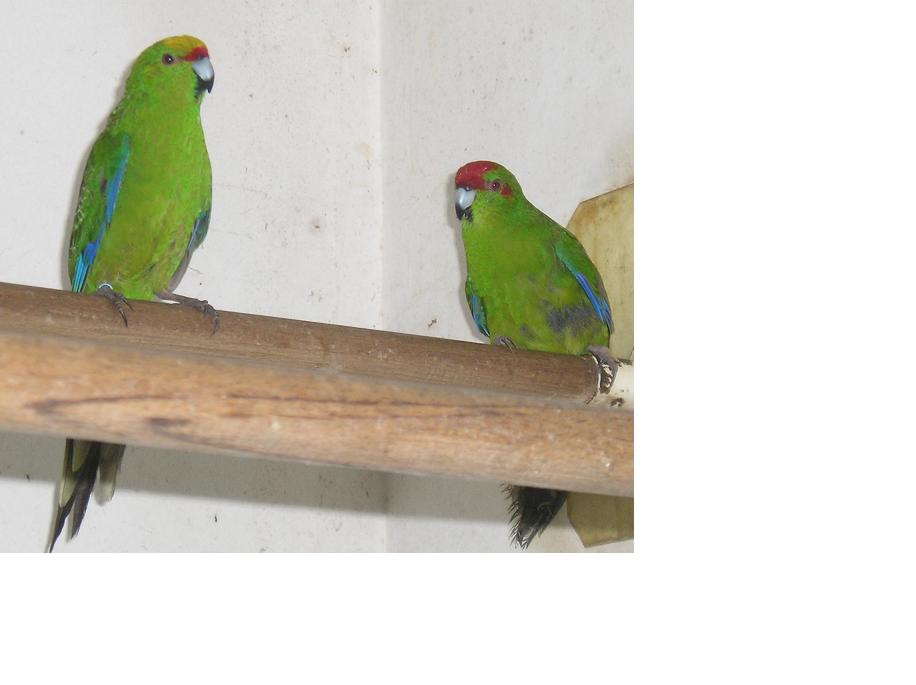 kakariki voliere.JPG
